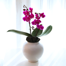 ºÐÈ« ±íÀº ´Þºû - ³ªºñÀÇ ¶ã