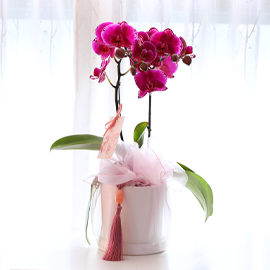 ³Çâ µû¶ó ¹øÁö´Â ÀÚÁÖºû - ³ªºñÀÇ ¶ã