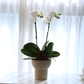 ´«ºÎ½Å Á¤¿ø - ³ªºñÀÇ ¶ã