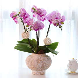 ÀÚÁÞºû ³ªºñÀÇ ²Þ - ³ªºñÀÇ ¶ã