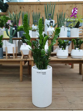 ������(����)