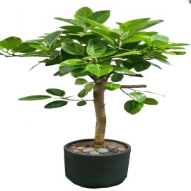 �𰥰�������