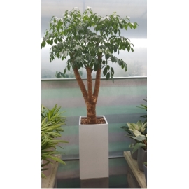 ����Ʈ��