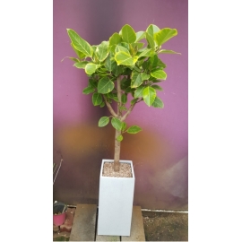 �𰥰�������