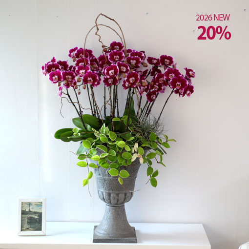 ������ ���� �ְ� ��â�� �ϴ�2026 NEW ORCHIDS COLLECTION