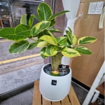 Indoor garden �𰥰�������(��)