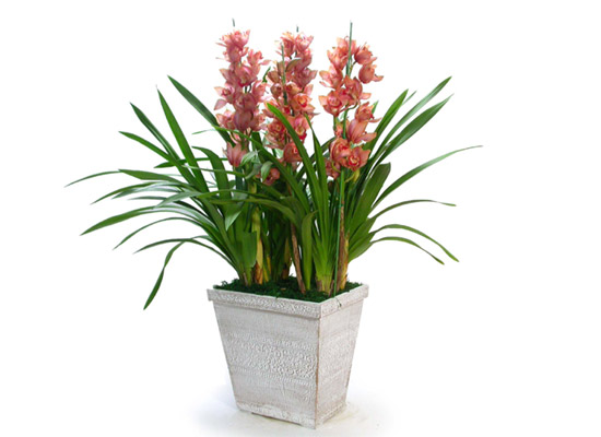 ���� ���� ���/�ɺ����