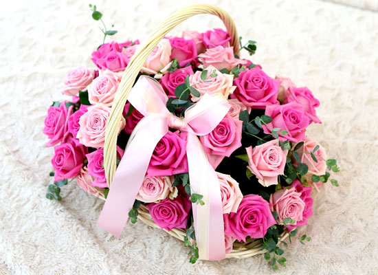  ͼ - Pink rose