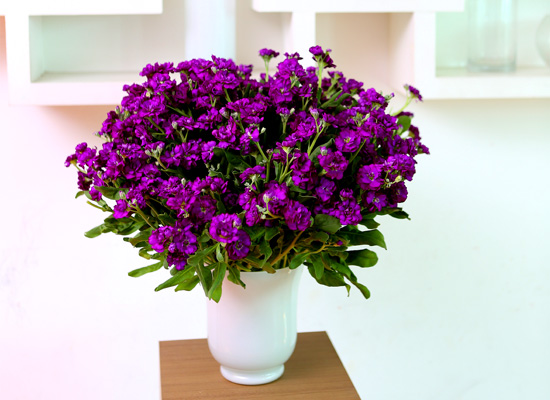 Flowers in harmony with container - Stock(ȭ ǰ   )