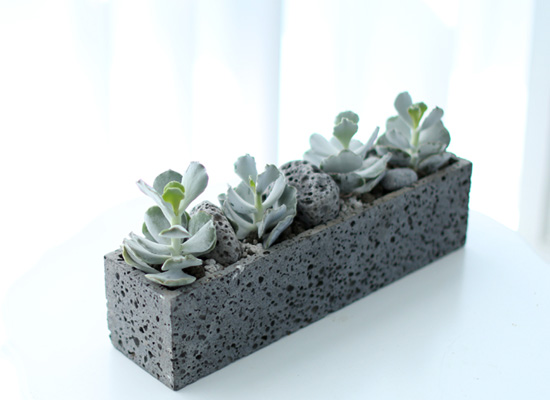 Succulent Plant (Ĺ) - Gray()