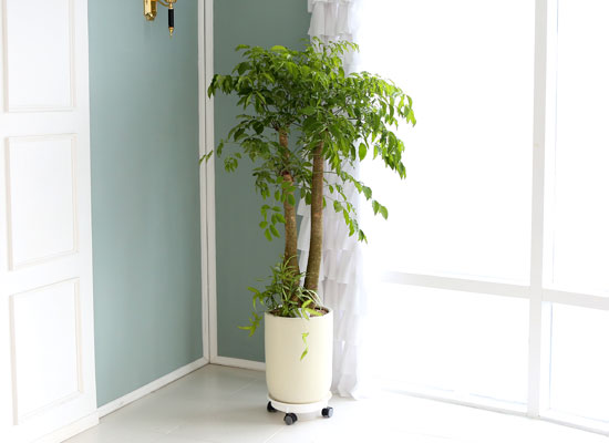 대표적인 개업축하화분 실내공기정화식물 - 행복을주는나무 해피트리