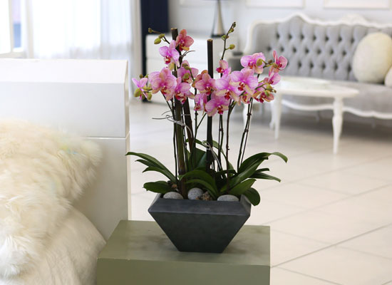 Living with flowers everyday - Newyork style Orchid 달링