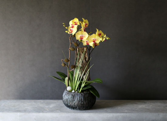 [Decorating with Orchids ] 彺Ÿ (ȭǰ)