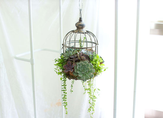 Indoor Garden  -  Birdcage Succulents