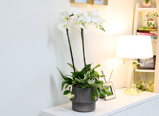 [승진/영전축하] White Elegant Orchid  브릴리언트 (소)