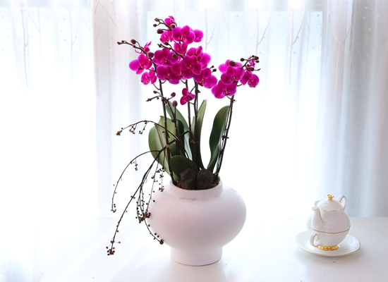 ���� ���ֺ� ���׾Ƹ� - ������ ��