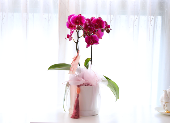 ���� ���� ������ ���ֺ� - ������ ��