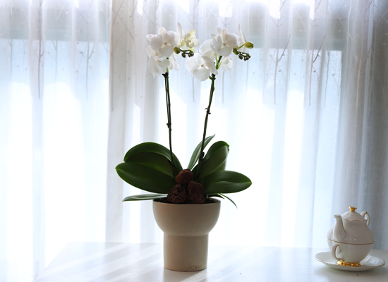 ���ν� ���� - ������ ��