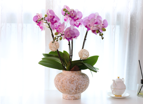 ���޺� ������ �� - ������ ��