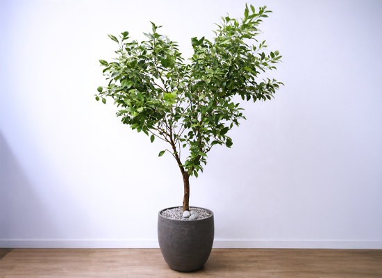 �޻��� ���� �ʷ� - �캸�� Ư��