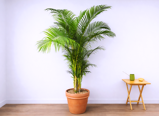 �޻��� ���� �ʷ� -  �Ʒ�ī���� Ư�� 01(pp���)