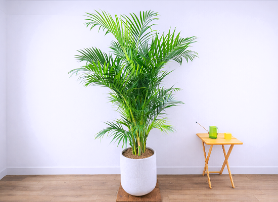 �޻��� ���� �ʷ� - �Ʒ�ī���� Ư�� 02 (����ȭ��)