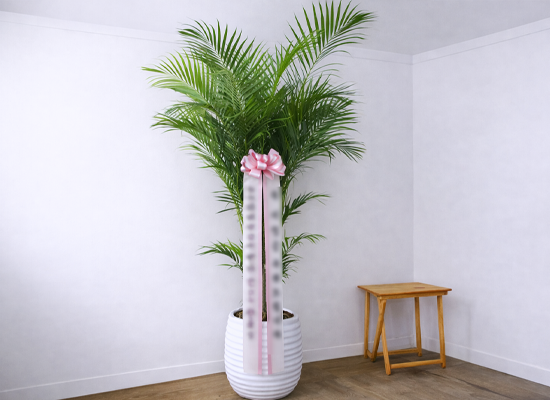 �޻��� ���� �ʷ� - �Ʒ�ī���� Ư�� 03