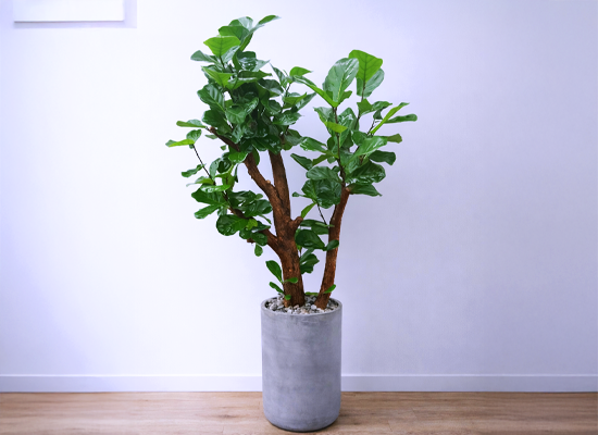 �޻��� ���� �ʷ� -  ������������ Ư�� 01