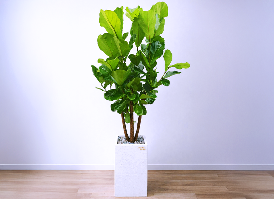 �޻��� ���� �ʷ� - ������������ Ư�� 02