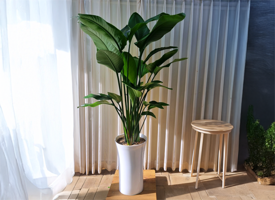 �޻��� ���� �ʷ� -  ������ Ư�� 03