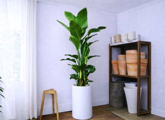 �޻��� ���� �ʷ� -  ������ Ư�� 02