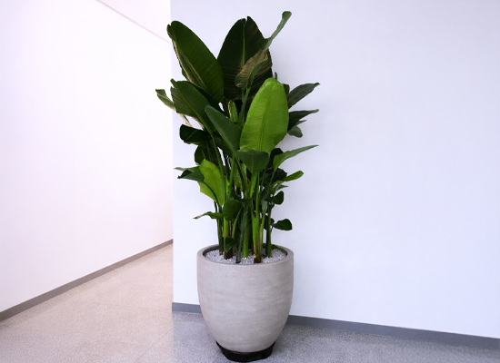 �޻��� ���� �ʷ� - ������ Ư�� 01