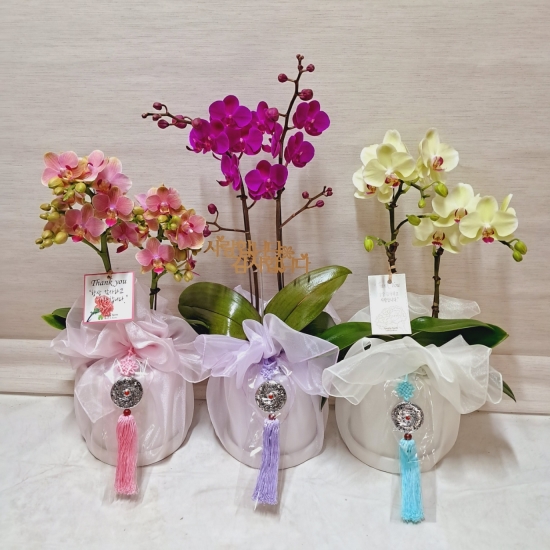 ���糭 ���ڱ�