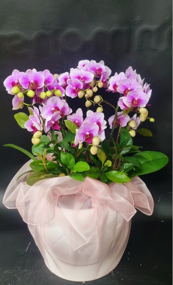 ��������(���ڱ�)