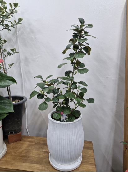 ����� ��������