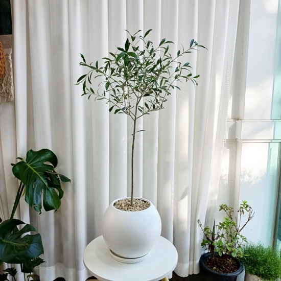 [ϲɹ]ø ܸ ձȭ 80cm - ȭ ȭ ̼