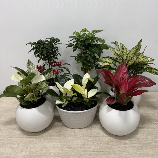 [�������Ϲ��]���� �λ��̵� ȭ�� ���Ϲ�� �ɹ�� �캸�� ������ ����ȫ �ɹ�� ����