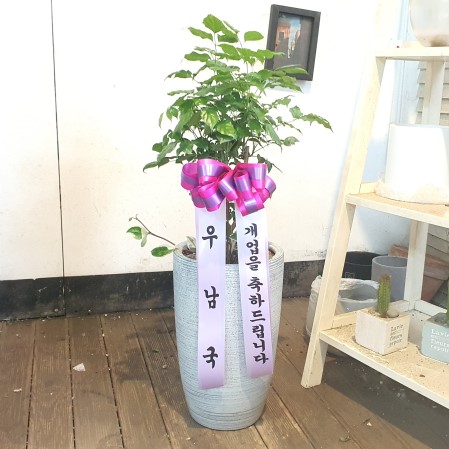 강력추천 개업선물 - 싱그러운 녹보수 꽃배달 꽃집 