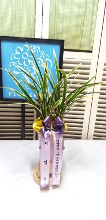 [인사이동 추천] 예쁜 꽃이 피어있는 동양란 꽃배달 꽃집 