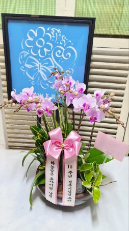 감사와 존경의 선물 -  핑크 호접란 꽃배달 꽃집 