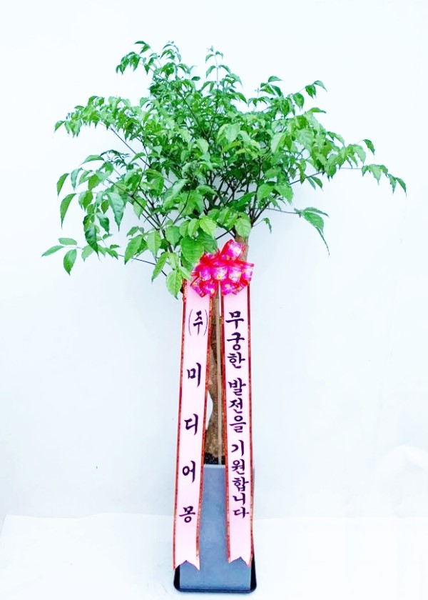부암동가든, 서울특별시종로구 꽃배달 - 플라워119꽃배달서비스 - 카테고리 꽃다발 , 꽃배달, 꽃선물, 전국꽃배달서비스,맞춤꽃배달,꽃, 꽃집... 