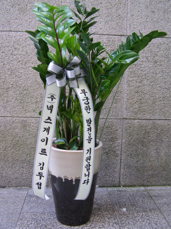 꽃배달 - 플라워119꽃배달서비스 - 대전가원플라워, 대전광역시서구 카테고리 꽃다발 , 꽃배달, 꽃선물, 전국꽃배달서비스,맞춤꽃배달,꽃, 꽃집... 