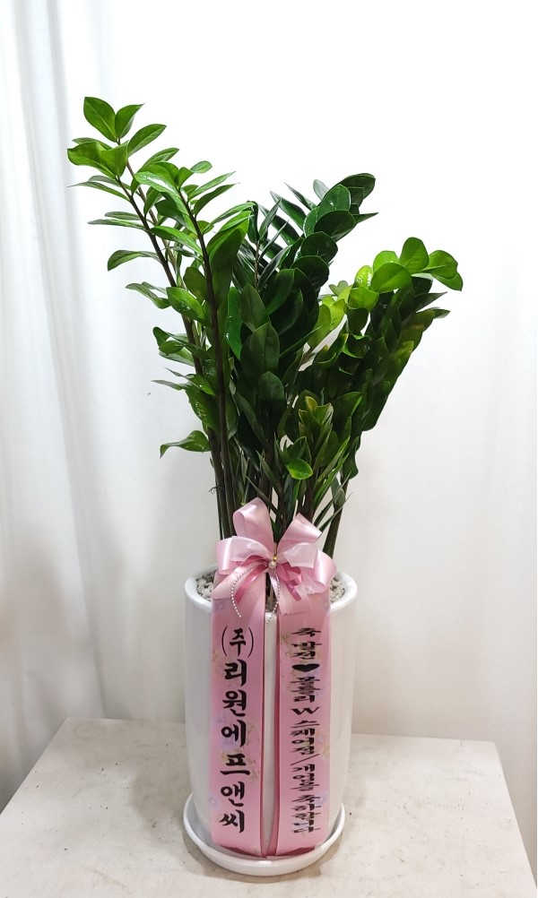 초원꽃집, 부산광역시남구 꽃배달 - 플라워119꽃배달서비스 - 카테고리 꽃다발 , 꽃배달, 꽃선물, 전국꽃배달서비스,맞춤꽃배달,꽃, 꽃집,맞춤꽃... 