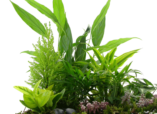 dish garden  ɹ