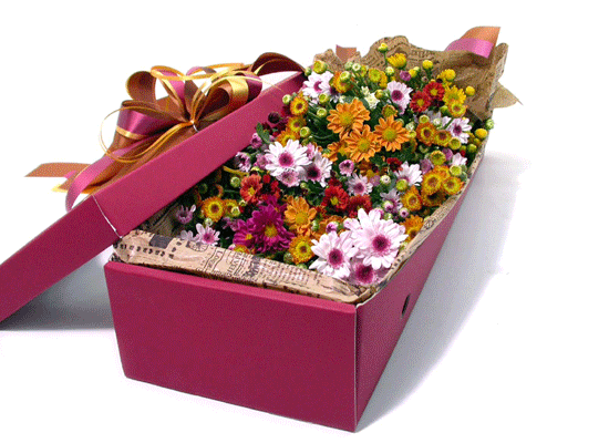 °¨¼ºÇöó¿ö-±¹ÈÇâ±â °¡µæÇÑ Çöó¿ö¹Ú½º ²ÉÁý ²É¹è´Þ