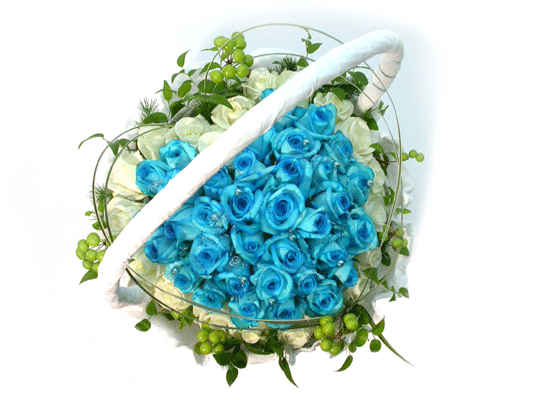 [60]Beatrice Blue(Ʈ)  ɹ