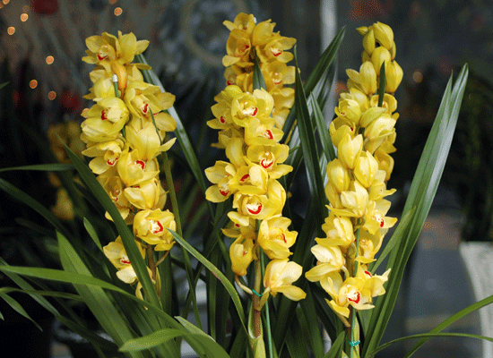 ���޽��� �ɺ���(���) ���� �ɹ��