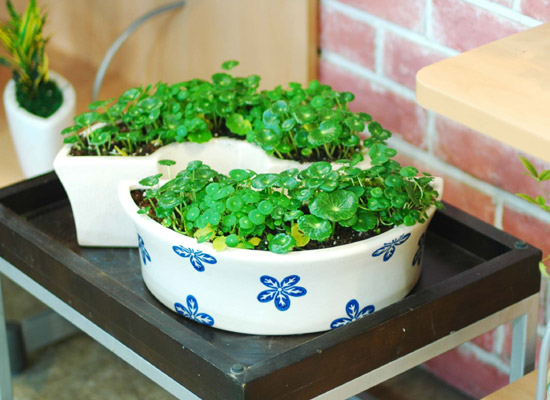 �������� ���� �ɹ��