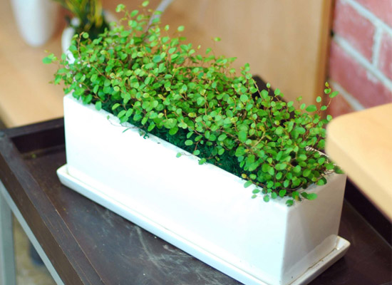 â���� �̻� Ʈ���� ���� �ɹ��