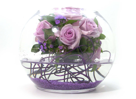 []Purple Mango  ɹ